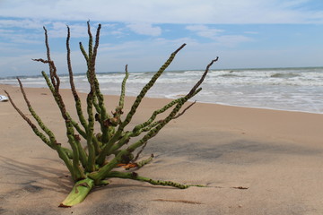Palm branch on the beach