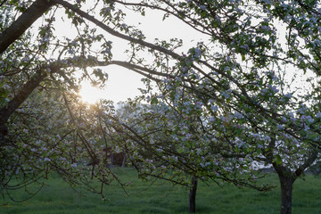 Erste Sonnenstrahlen der aufgehenden Sonne zwischen Ästen in einem blühenden Obstbaum