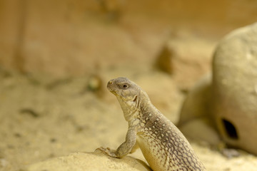 a desert iguana on the rock