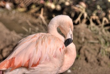 Flamingo pale and resting