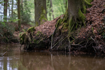 Landscape of a beautiful forest in Steinhagen with green trees and a river. Germany