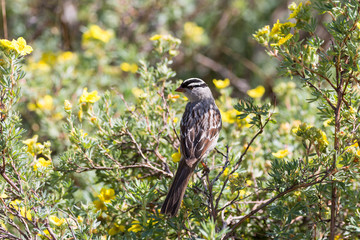 White-Crowned Sparrow