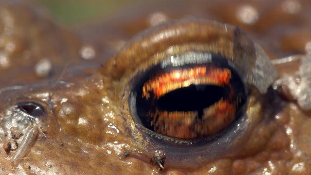 Common Toad (Bufo Bufo) Portrait