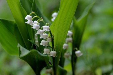 Muguet
