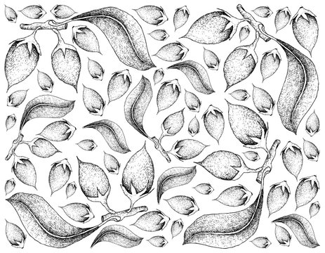 Hand Drawn Background of Asian Bulletwood Fruits