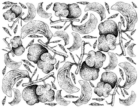 Hand Drawn Background of Fresh Artocarpus Lacucha Fruits