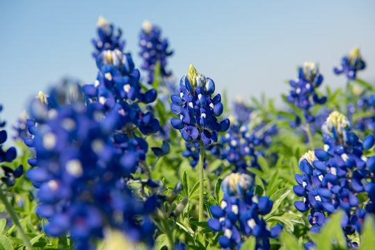 North Texas Lone Star Bluebonnet Spring