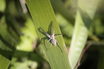 Araignée