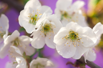 blooming tree branch