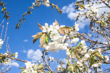 blooming tree branch