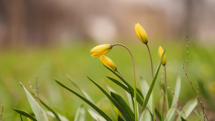 yellow tulips beautiful