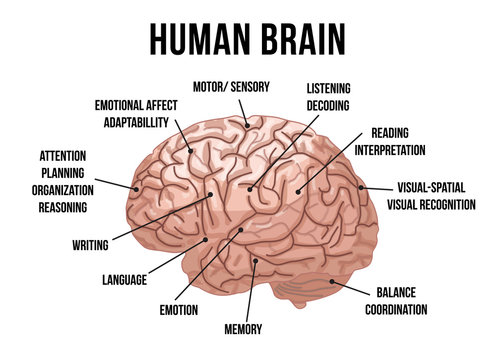 Human brain anatomy. Vector illustration.