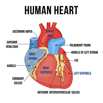 Colorful anatomy of human heart with descriptions of it’s parts. Vector illustration.
