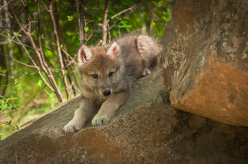 Grey Wolf (Canis lupus) Pups Looks Around Rock