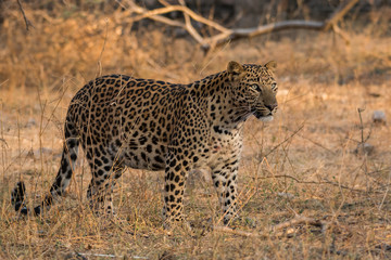 Fototapeta na wymiar A stare by a male leopard, Jhalana forest reserve, Jaipur