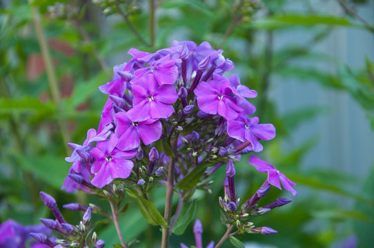 purple Phlox closeup on the blurry background