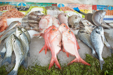 fish market in morocco