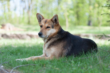 Naklejka na ściany i meble A dog lies on a green grass with a blurred background