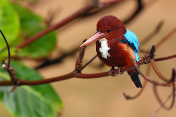 The white-throated kingfisher (Halcyon smyrnensis) also known as the white-breasted kingfisher or...