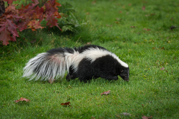 Striped Skunk (Mephitis mephitis) Sniffs Right in Grass