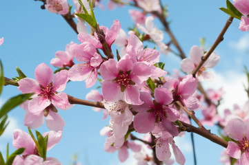 Fototapeta na wymiar Peach flowers on a blue sky background