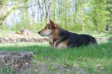 A dog lies on a green grass with a blurred background