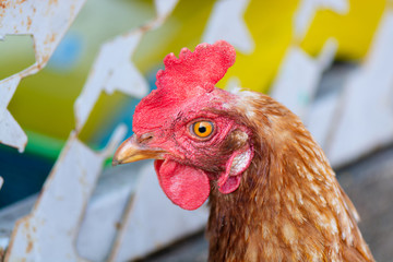 Close - up of chicken head with bright red scallops