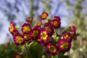 Obraz premium Flowering bush burgundy yellow primrose in the garden in the spring. Beautiful, bright flowers of red primrose. Background