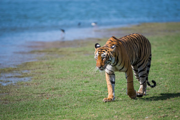 Obraz na płótnie Canvas A beautiful tigress roaming around near lake at ranthambore national park