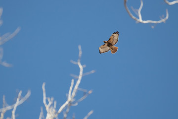 Red-Tailed Hawk Flying Overhead