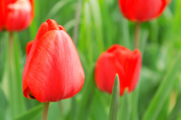 Beautiful Red Tulips in a flowerbed, beautiful background