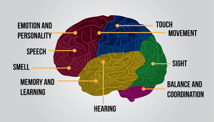 Colorful human brain anatomy icon. Vector illustration.