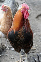 Beautiful young cock