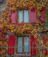 Colmar, France, Europe - November 25, 2016: Facade of the ancient building is covered with ivy red yellow and green. Brick wall have got nine windows and one door