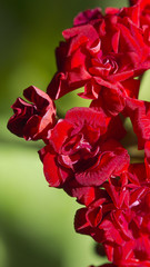 inflorescence of red geranium with flowers in the form of roses, colorful natural background