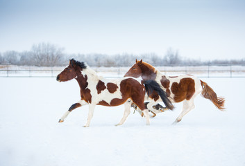 Mustangs in the snow