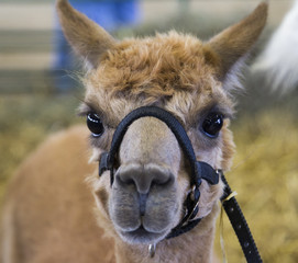 Obraz premium Young Alpaca