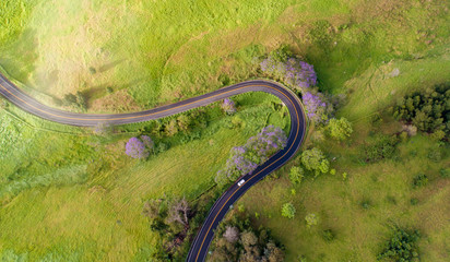 Country Road Bend and Jacaranda