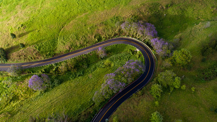 Jacaranda and Country Road