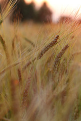  Field of rye