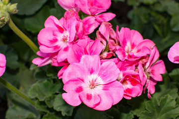 Obraz na płótnie Canvas pink geraniums 