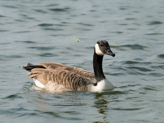 Canada goose swimming on a river in spring