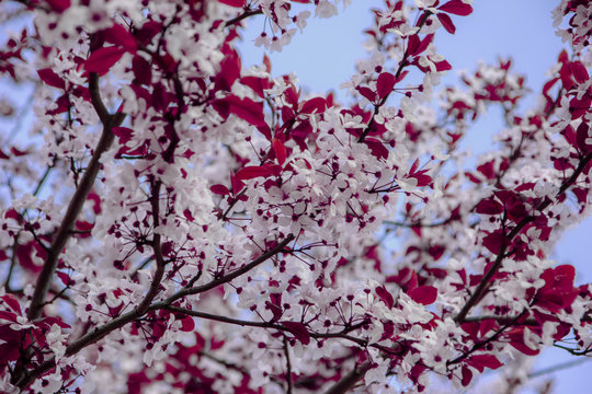 Beautiful flowering cherry branches against the blue sky background
