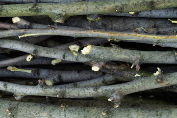 Stems and branches of trees, stacked.