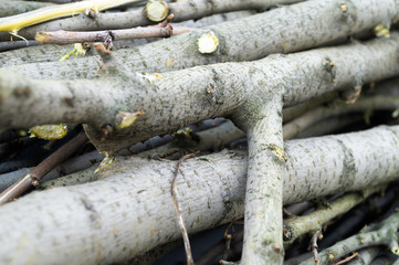 The remaining branches of trees after deforestation.