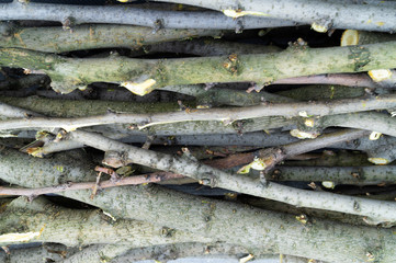 Stowed tree branches when harvesting firewood.