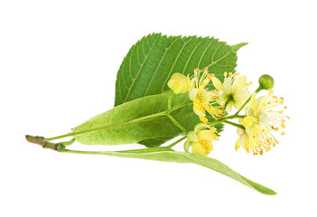 Fresh flowers and leaves of linden isolated on white background