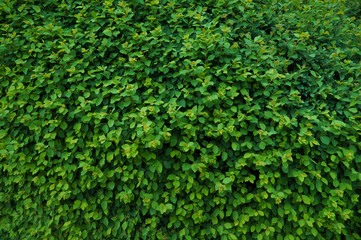 Hedge and a curtain of street dust, noise and passers-by.