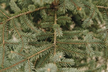 Naklejka na ściany i meble green needles of spruce