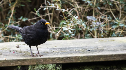 Male blackbird close up portrait